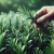 How to Cook with Rosemary: Savoury British Recipes