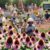 Herbs for Family Immunity: Boosting Health Naturally