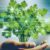 Cilantro for Heavy Metal Cleanse: A Natural Detox Guide