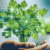 Cilantro for Heavy Metal Cleanse: A Natural Detox Guide