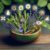 Natural Herbs for Hair Shine: UK’s Top Picks