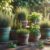 How to Choose Herbs for Beginners: UK Guide